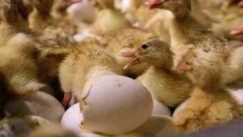 La última granja de patos