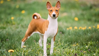 Estos perros no poseen un