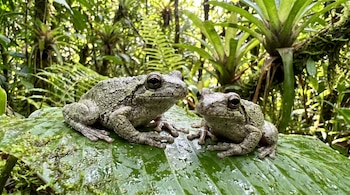 Dos ranas arborícolas de piel rugosa y grisácea se posan sobre una hoja grande y mojada. El fondo muestra vegetación verde de un bosque.