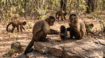 Cinco monos en un bosque seco; dos capuchinos y una cría de mono tití están sobre una roca, compartiendo fruta, y otros dos capuchinos buscan alimento.