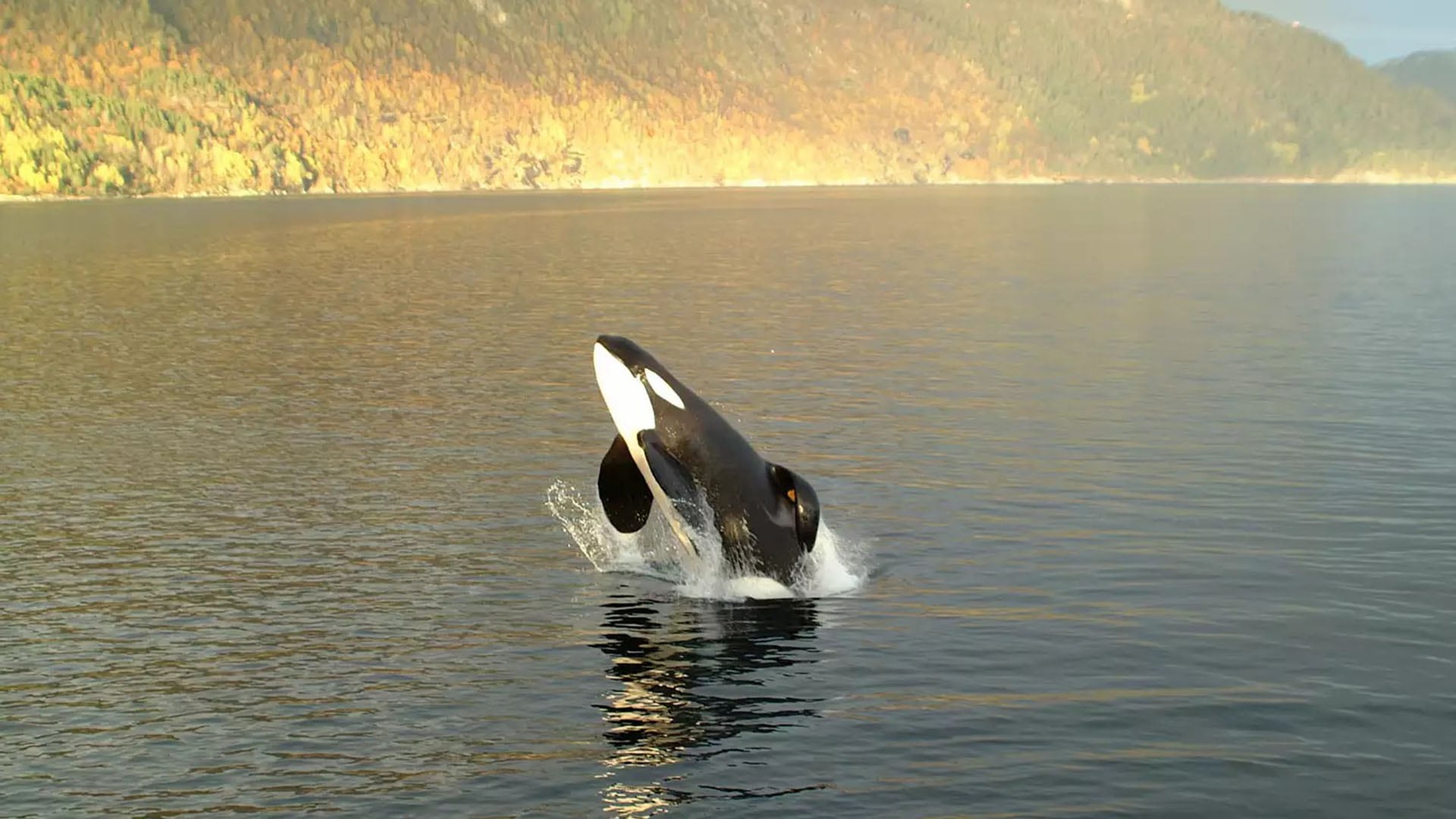 Tras su liberación total en 2002, Keiko recorrió casi 1.600 kilómetros hasta Noruega y los especialistas concluyeron que se alimentó sin asistencia humana - (Free Willy Keiko Foundation)