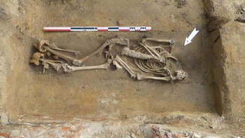 Una excavación revela los esqueletos