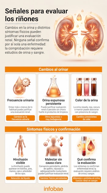 Infografía con una ilustración de riñones arriba y seis recuadros con dibujos de un matraz, frascos con líquidos, una figura humana y tubo de sangre.