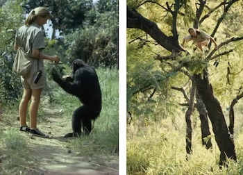 Los estudios de Goodall en