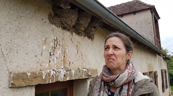 Una mujer, cuatro nidos de golondrinas de barro, un ave asomada en un nido, excremento en la pared de una vivienda y un alero.