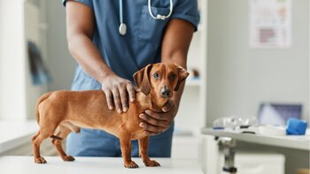 Para prevenir la zoonosis es