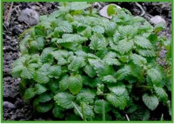 La hierba Melisa cuenta con