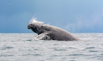 Fotografía cedida por el Ministerio de Medio Ambiente que muestra el avistamiento de una ballena jorobada el 4 de febrero de 2021, en Samaná (República Dominicana). EFE/ Ministerio de Medio Ambiente