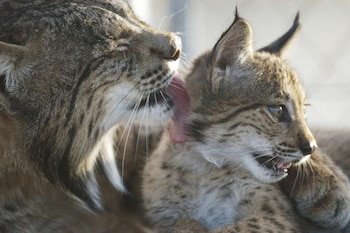 Una madre de lince ibérico junto a su cría. (Lynx ex situ)