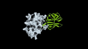 Una representación tridimensional de una estructura molecular gris junto a una cadena verde sobre un fondo negro