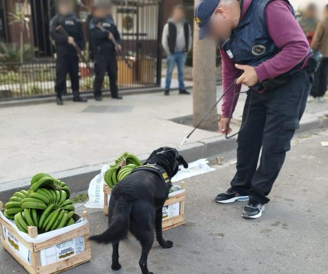 El can detector, una de las claves del procedimiento