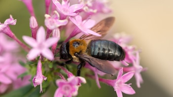 Este árbol procedente de Asia está contribuyendo a la expansión de una abeja invasora por las ciudades de Europa: ya está en España