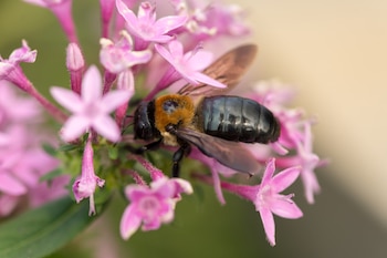 Abeja gigante de la resina. (Puddin Tain/Wikimedia Commons)