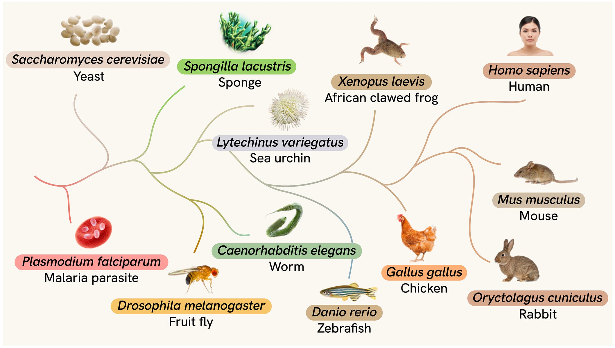 El sistema reunió datos de atlas celulares de especies como seres humanos, ratones, peces cebra, esponjas y el nematodo Caenorhabditis elegans (Gentileza, estudio