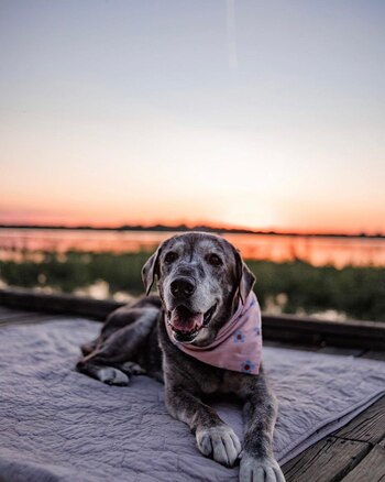 La intención de sus dueñas