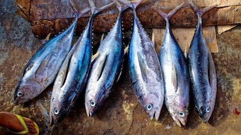 Gobierno declara en emergencia los subsectores pesca y acuicultura a nivel nacional por 120 días