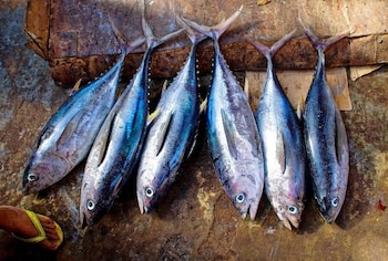 bonito - pesca