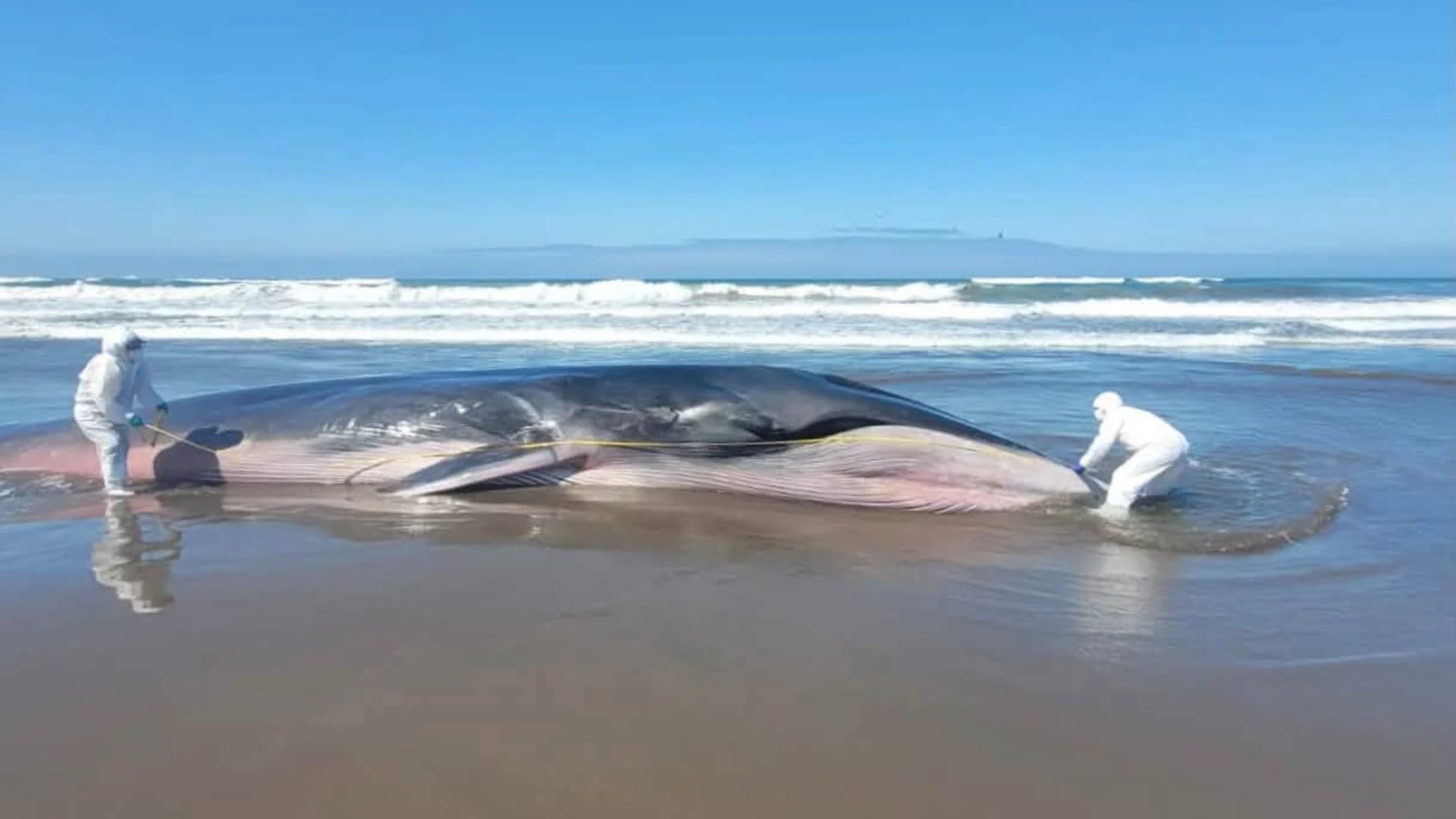 Especialistas con trajes de protección examinan a una ballena de aleta varada en la costa de la provincia de Islay, en Arequipa. (Foto: IMARPE)