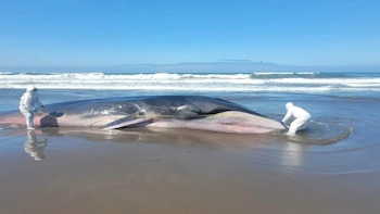 Dos personas con trajes blancos de protección manipulan una ballena de gran tamaño varada en la orilla de una playa frente al mar