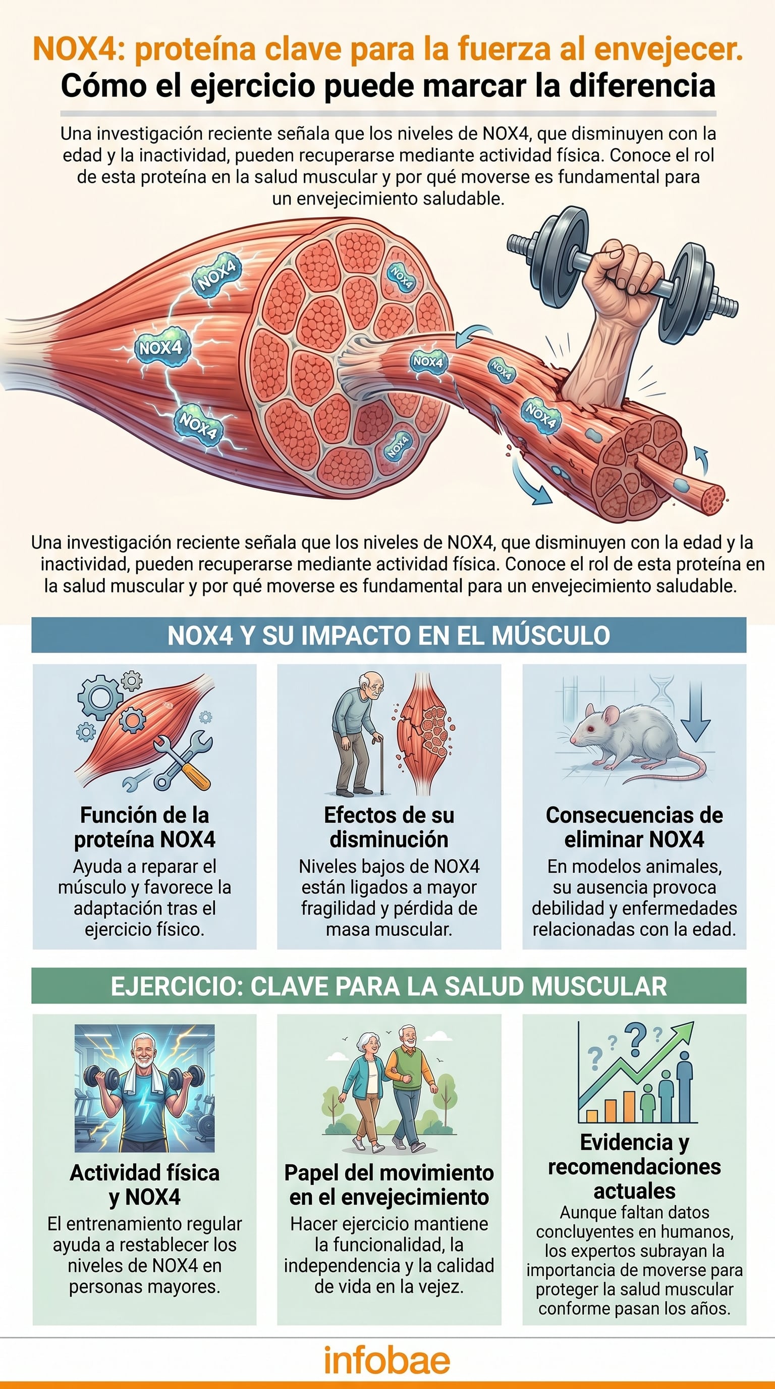 Los investigadores observan señales de fragilidad cuando disminuye una vía clave en el tejido muscular. (Imagen Ilustrativa Infobae)