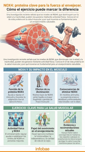 Infografía ilustra la proteína NOX4 en músculos, un brazo levantando pesas, y personas mayores activas, explicando el rol del ejercicio en la fuerza muscular.