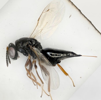 Avispa de color negro con cabeza, tórax y abdomen, seis patas marrones, dos pares de alas transparentes y antenas. Un largo ovopositor sobresale de su abdomen