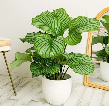 Calathea orbifolia