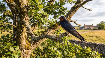 Una golondrina con pecho rojizo y plumas azul oscuro se posa en una rama de árbol cubierta de musgo, con hojas verdes, un campo y edificios.