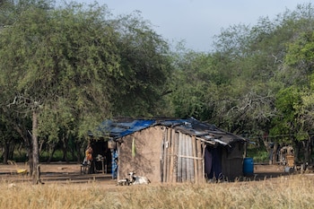 Greenpeace Tierra Nueva