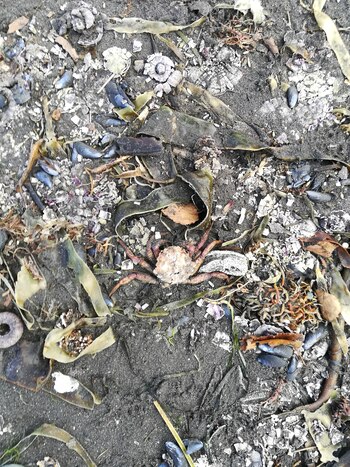 Focas, pulpos, erizos de mar