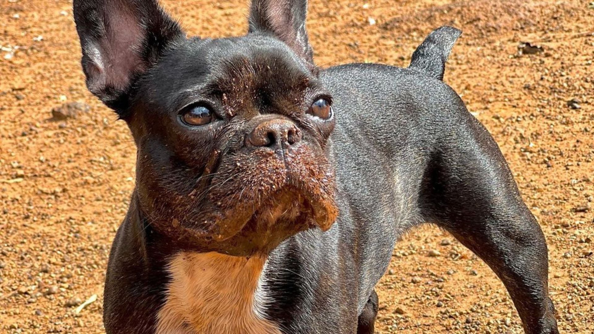Un estudio publicado en PLOS One indicó que la función respiratoria en bulldogs, bulldogs franceses y pugs tiene un componente hereditario moderado (Instagram maggie_veronica.dog)