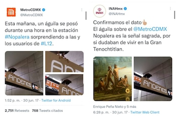 AGUILA EN NOPALERA CDMX