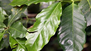 Esta planta contiene beneficios para