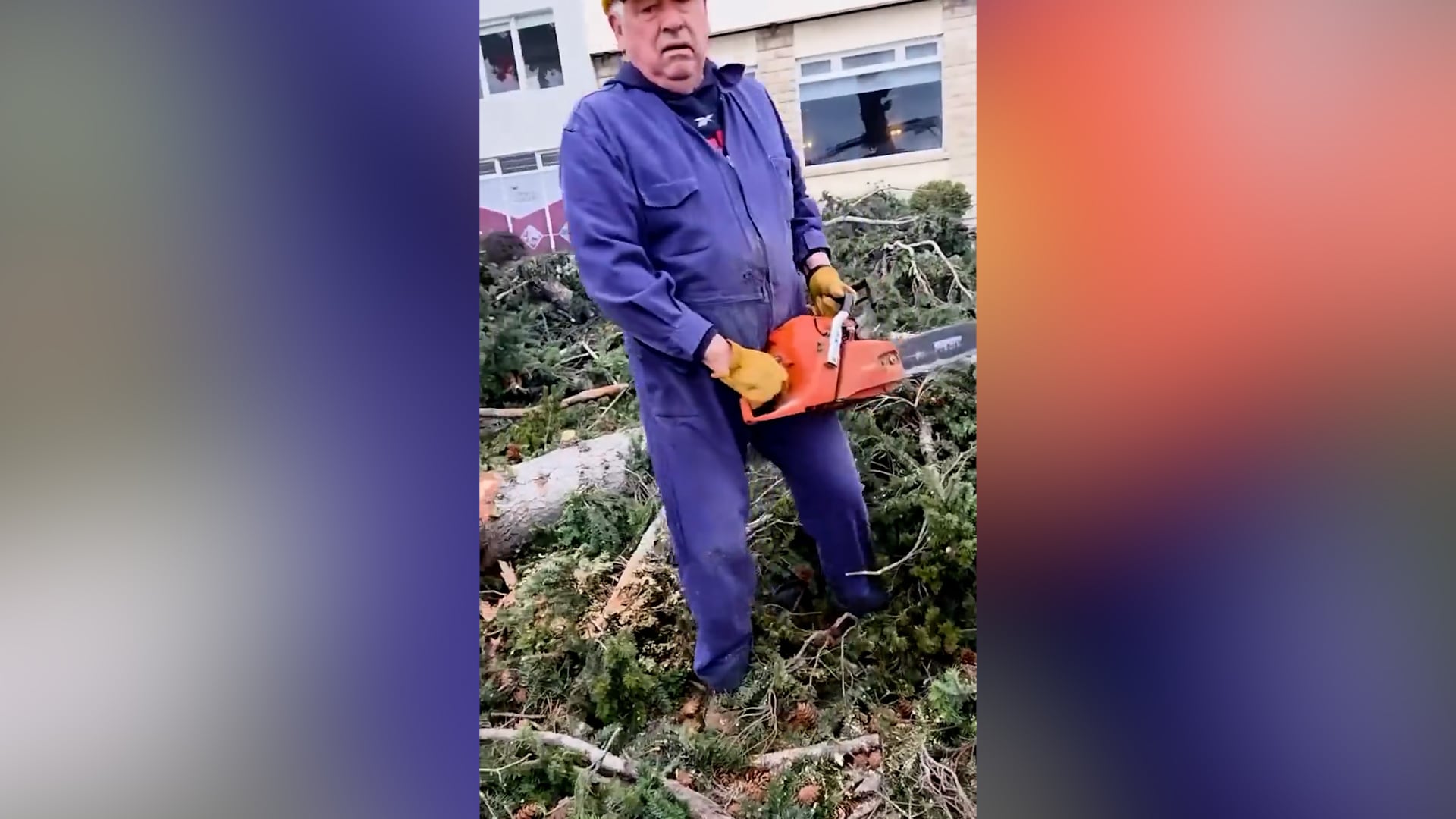 El intendente de Bariloche, motosierra en mano, al frente de los trabajos de talas de pinos