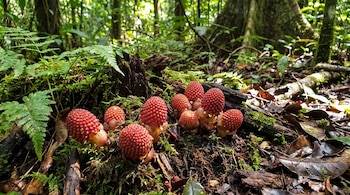 Una docena de organismos de color rojo intenso y forma cónica con textura rugosa, rodeados de musgo verde, ramas y hojas secas en un bosque.
