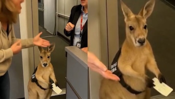 ¿Un canguro con boleto de