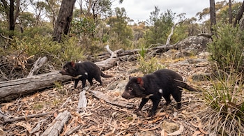 Dos demonios de Tasmania de pelaje negro caminan entre ramas, rocas y hojas secas en un terreno arbolado.