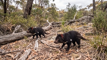 Australia evalúa vacunas comestibles para proteger a la fauna silvestre de la gripe aviar