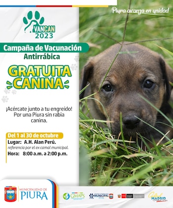 Más de 72 mil canes