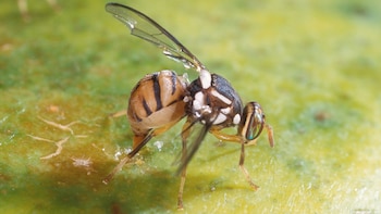 Ejemplar de mosca oriental de la fruta. (Wikimedia Commons)