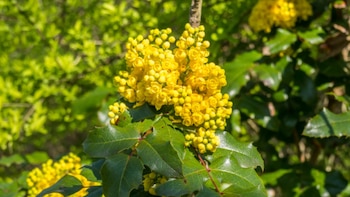 El Ozempic natural, la planta