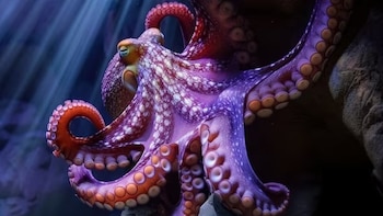 El calentamiento de los océanos podría reducir el tamaño de la mayoría de los moluscos marinos hacia 2100