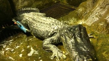 El réptil es un sobrevivió