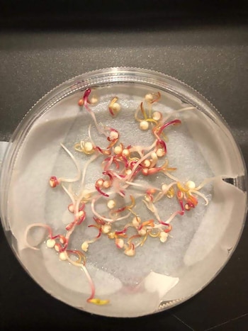 Numerosas semillas germinan en una