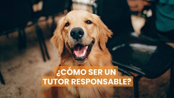 Cinco consejos para ser un tutor de perros responsable