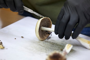 Los hongos productores de psilocibina son cada vez más populares entre aquellos que buscan sensaciones placenteras - crédito Craig Mitchelldyer/ AP Foto