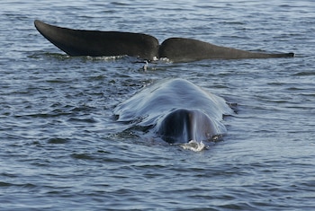 Un rorcual común varado en Dinamarca. (Benny F. Nielsen/Polfoto vía AP)