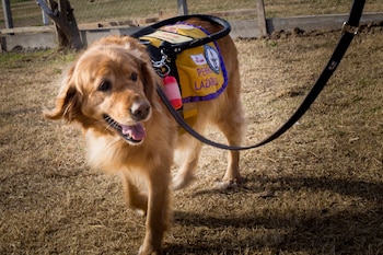 Cada cachorro que inicia su