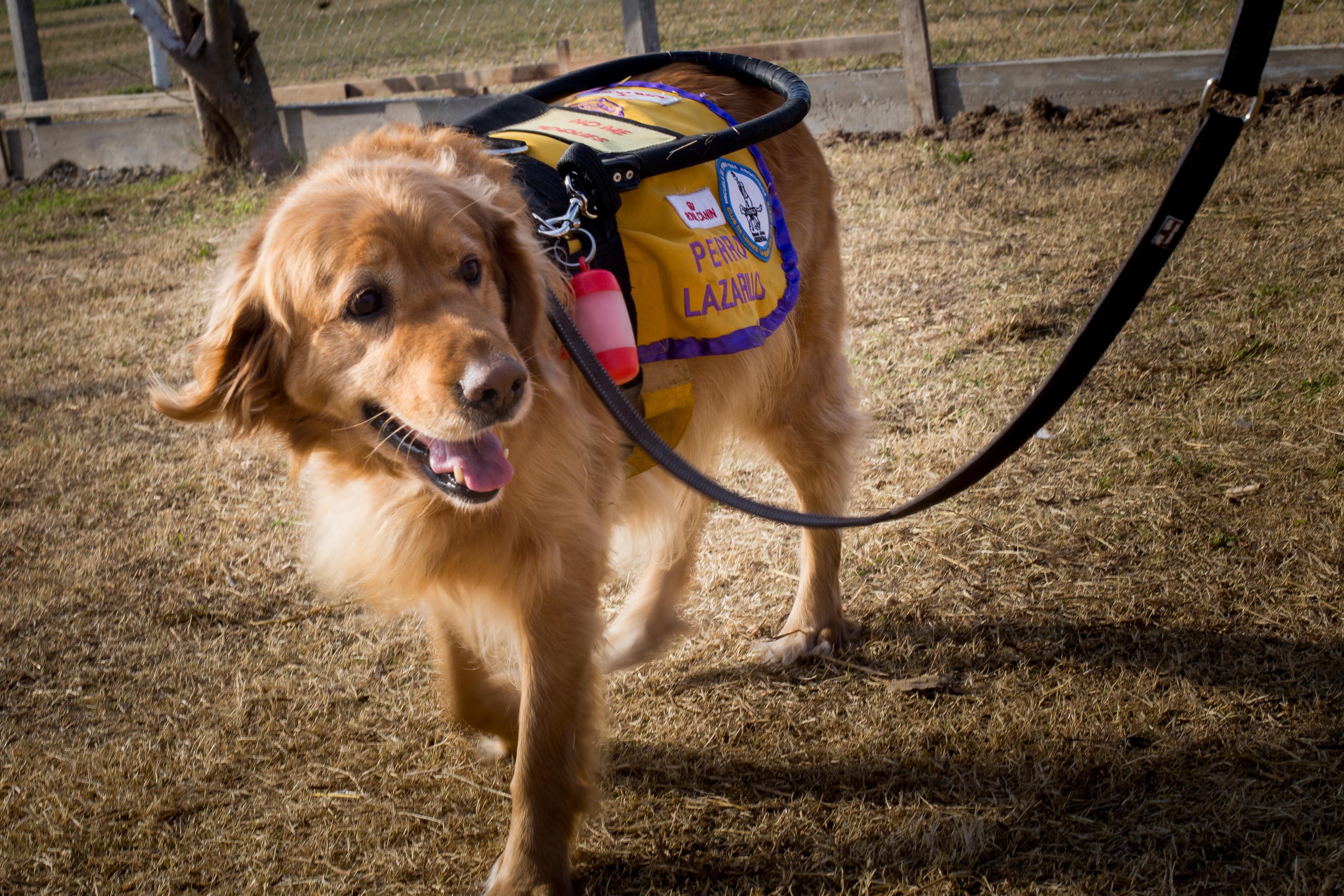 Cada cachorro que inicia su entrenamiento en la Escuela de Perros Guía Argentinos representa una oportunidad de autonomía para personas ciegas o con disminución visual (Escuela de Perros Guía Argentinos (EPGA))