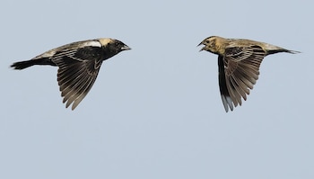 Dos aves pequeñas vuelan una frente a la otra con las alas desplegadas sobre un cielo despejado de color celeste claro